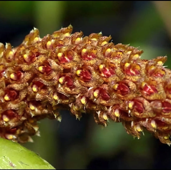 Bulbophyllum Crassipes