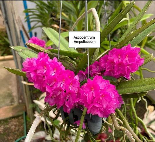 Ascocentrum Ampullacum