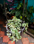 String of button Veriegated full pot
