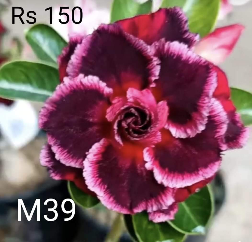 Adnium plant florist dark red with white stripe colour