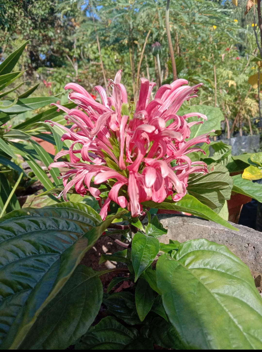Jacobina pink (Shrub Plant)