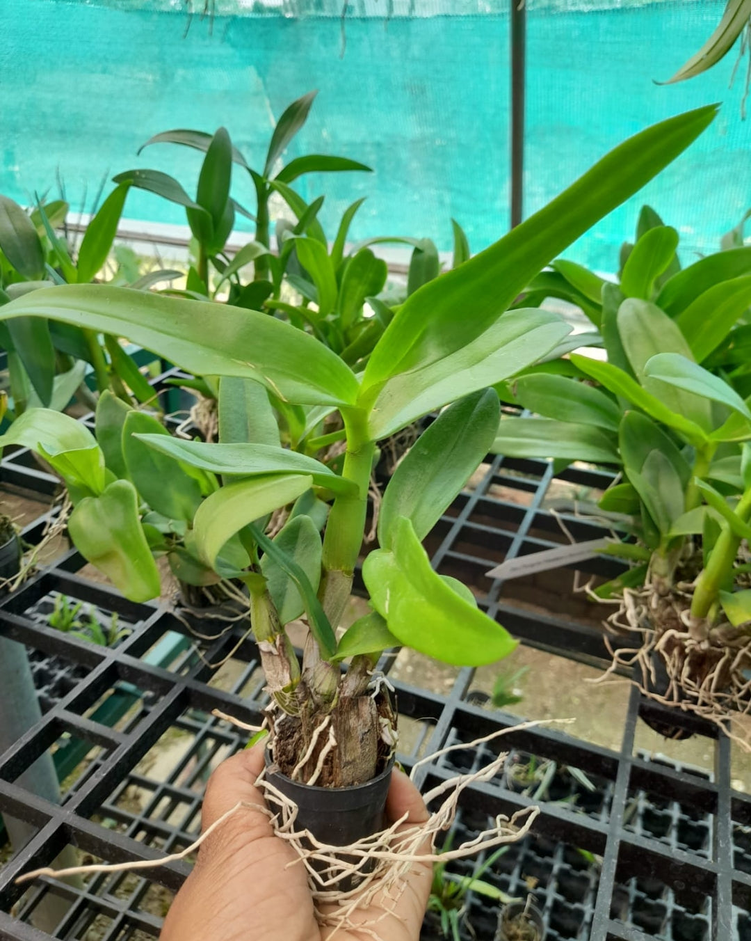 Dendrobium 21 tone pink