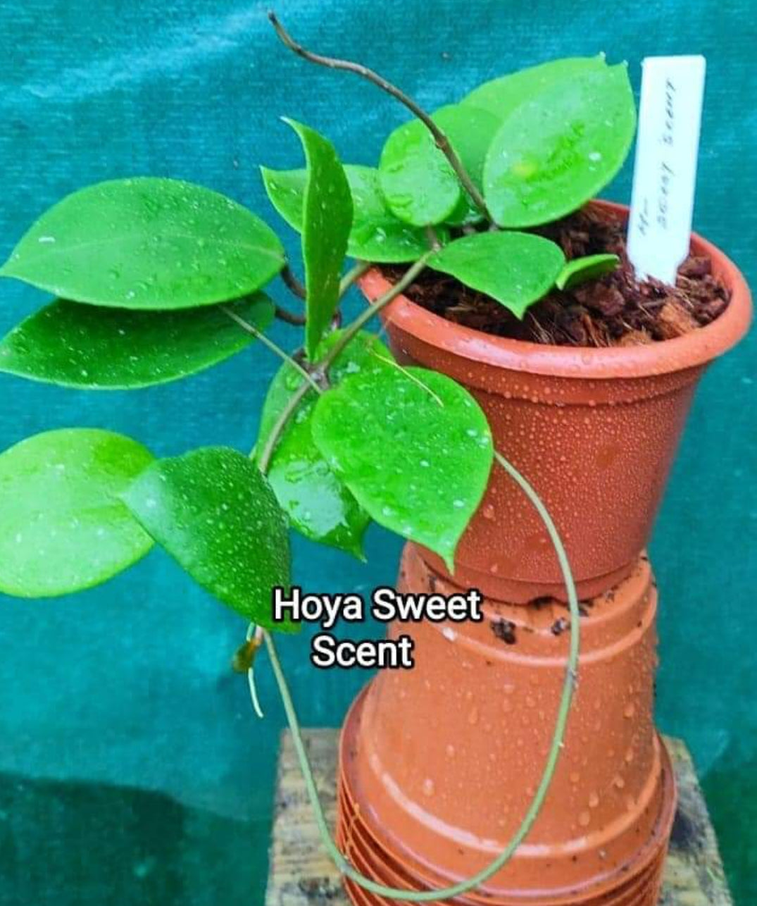 Hoya Sweet Scent