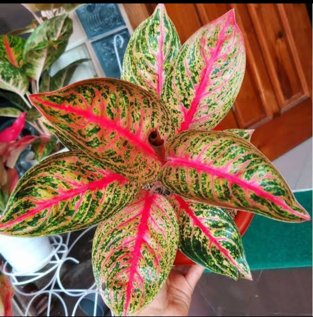 aglaonema widuri care Aglonima Widuri Plant – ASHIYANA STORE
