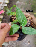 Jewel Orchids