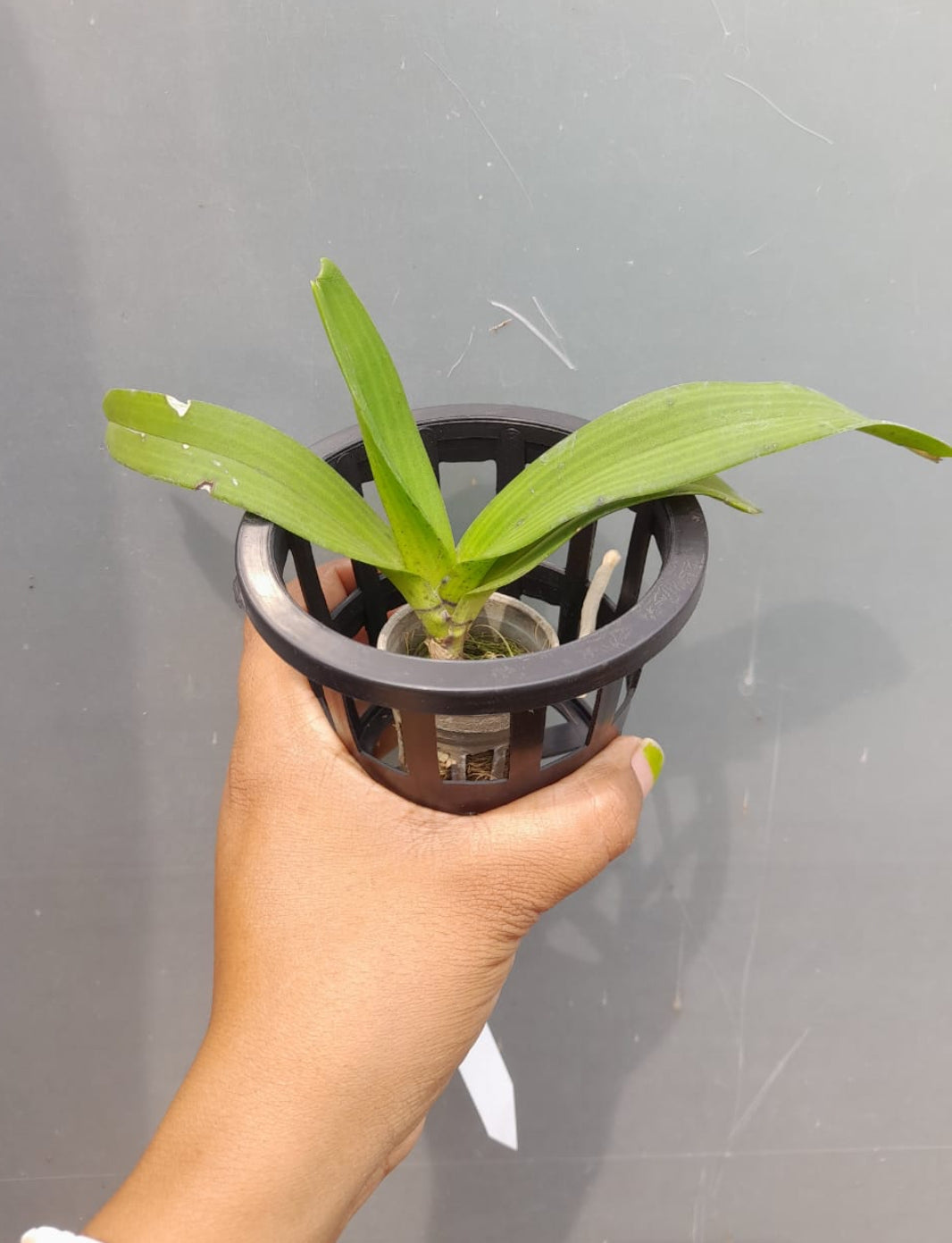 Rhynchostylis Red fragrance orchid 5
