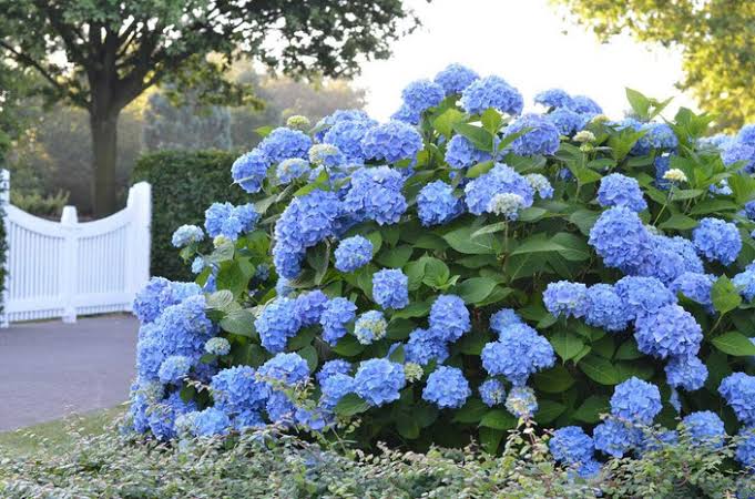 hydrangea creeper plant