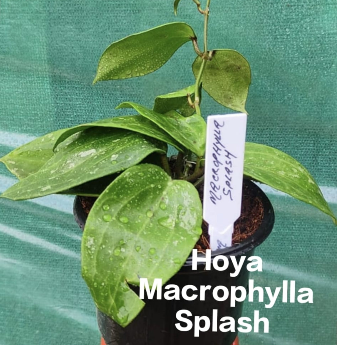 Hoya Macrophylla Splash