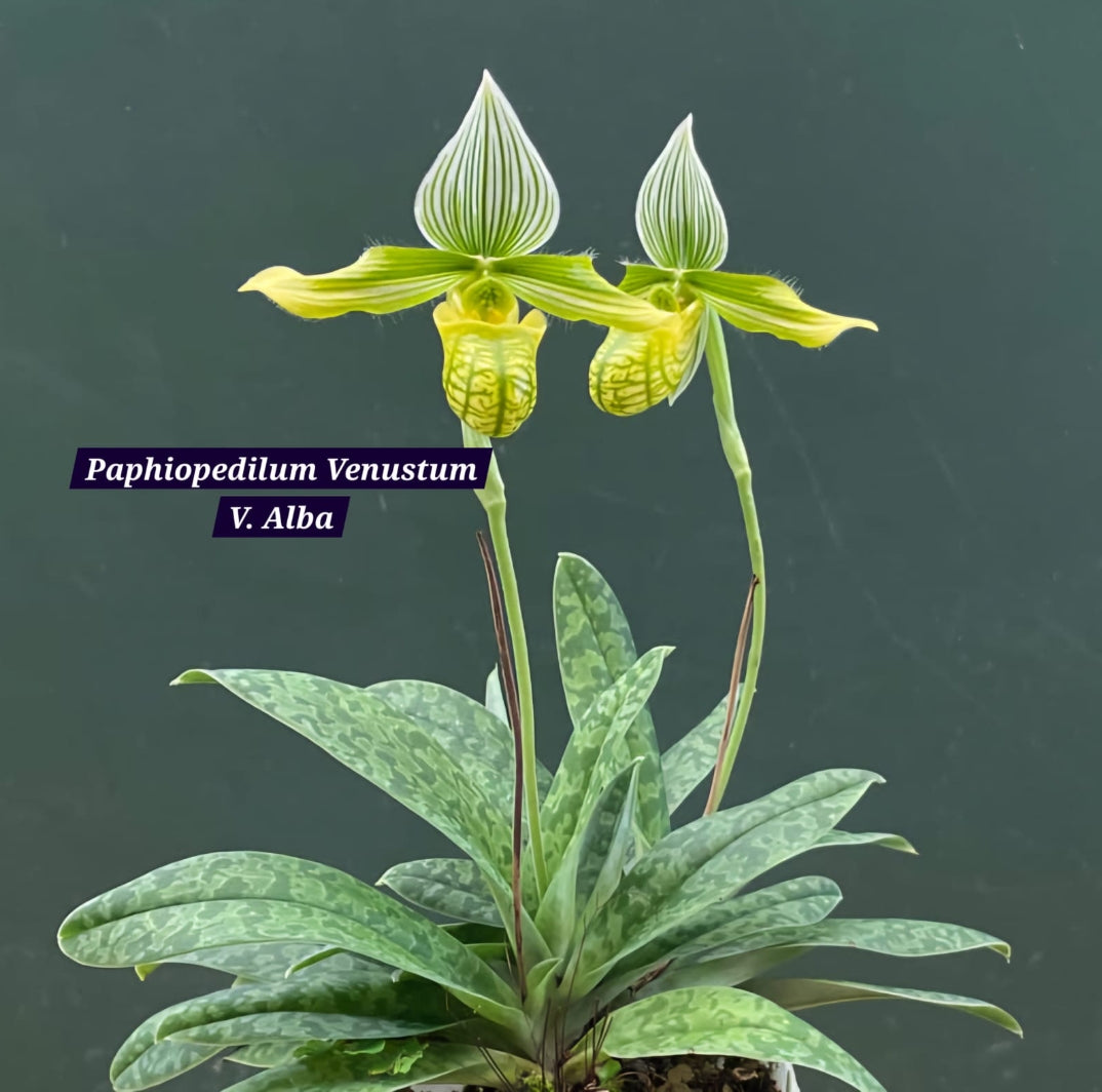 Paphiopedilum Venustum V. Alba Blooming size