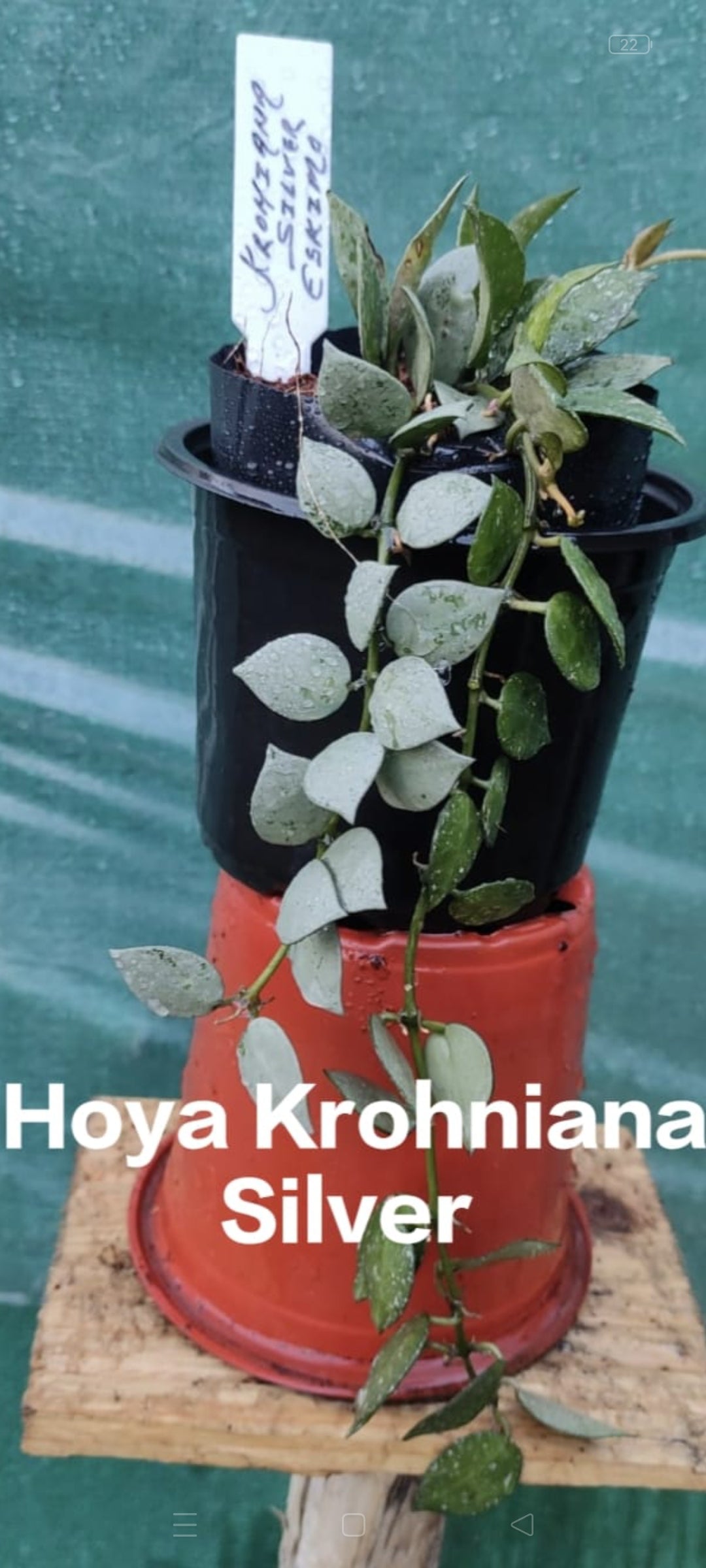 Hoya Krohniana Silver