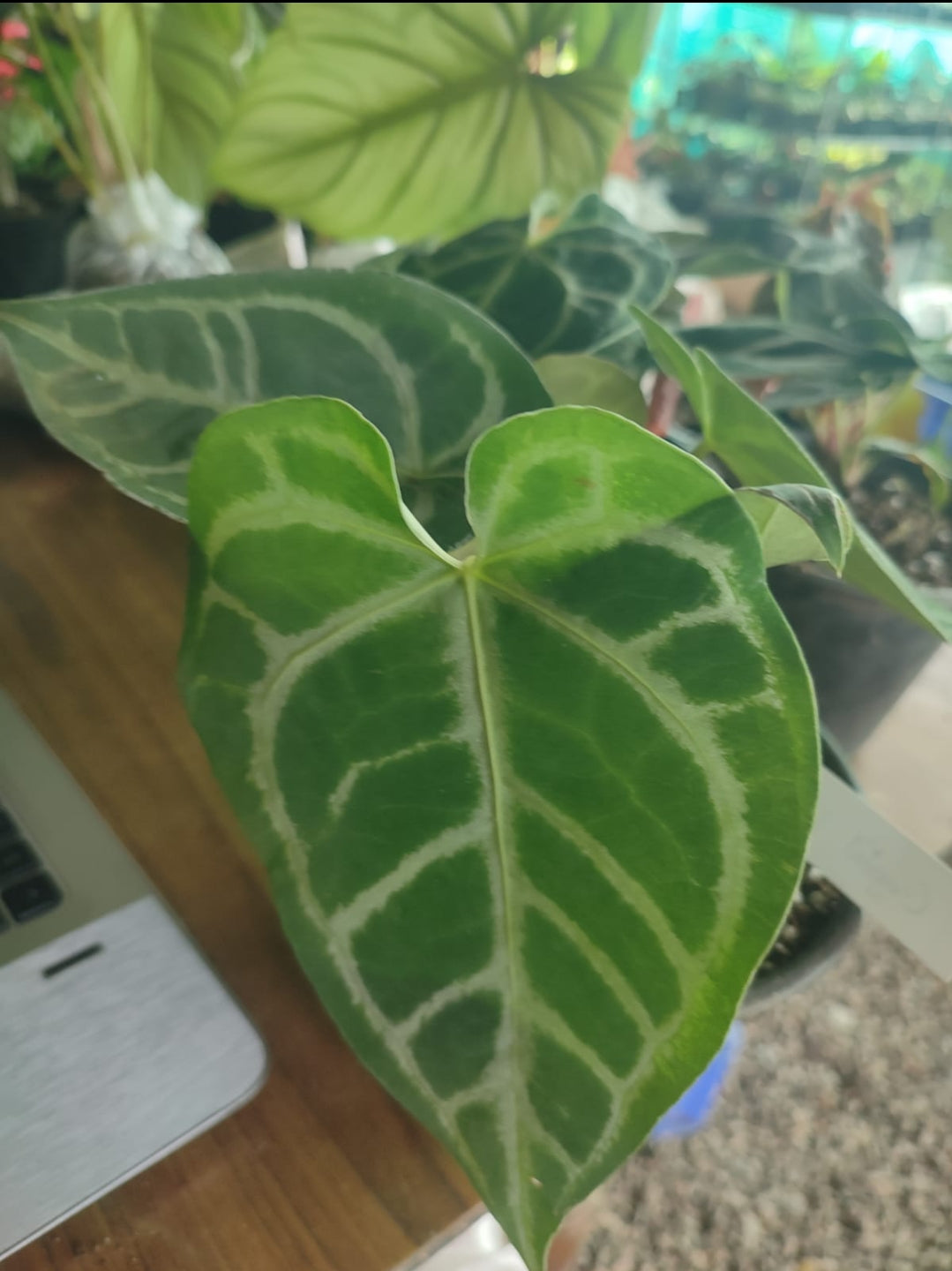 anthurium crystallinum hope Crystal Hope Hybrid Anthurium Plant – ASHIYANA STORE