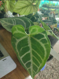 Crystal Hope Hybrid Anthurium Plant