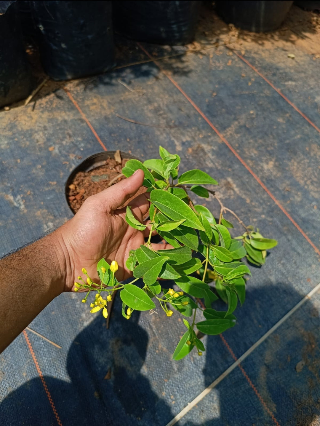 Bridal bouquet Yellow Plant