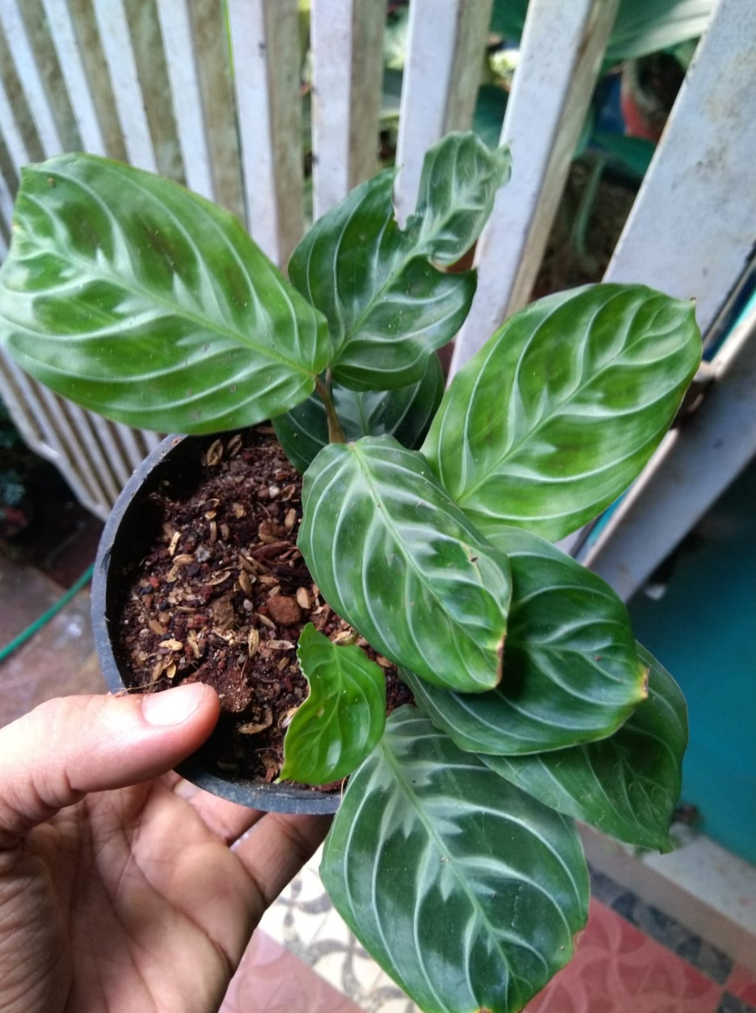 Maranta Cat Moustache