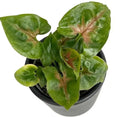 Syngonium Podophyllum 'Christmas' plant Good