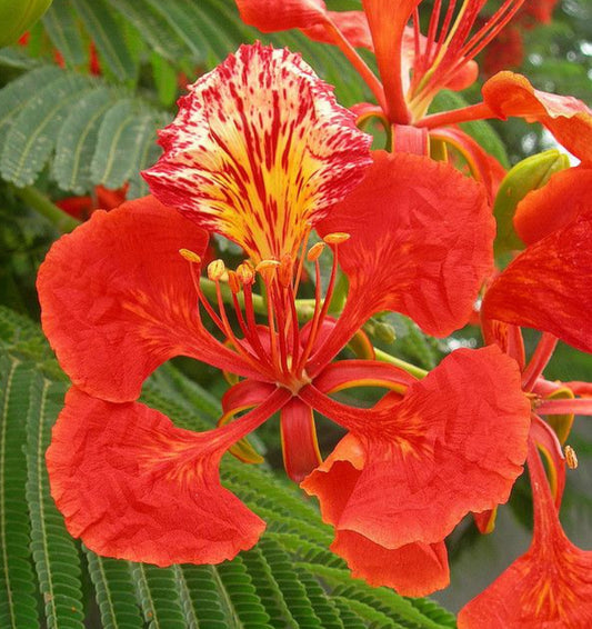 Gulmohar flowering tree plant