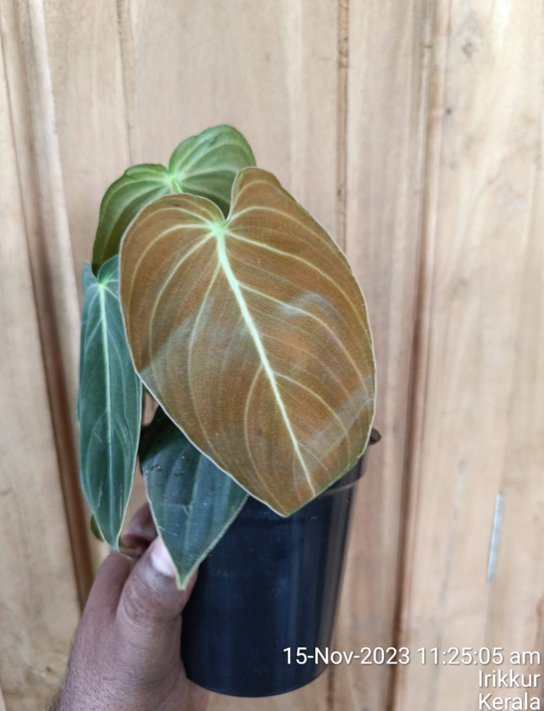philodendron kerala Philodendron Splendid Plant – ASHIYANA STORE