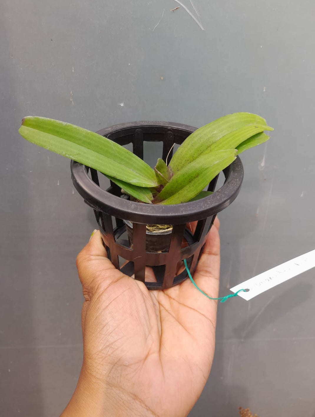 Rhynchostylis 3 Purple Fragrance Orchid