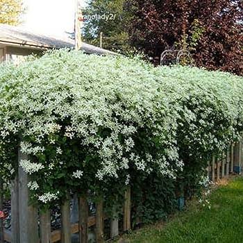 Bridal Bouquet Vine | White Flowering Creeper for Garden Walls