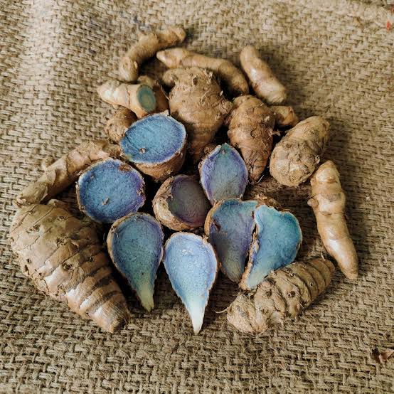 turmeric plant seeds Black turmeric seeds bulbs – ASHIYANA STORE