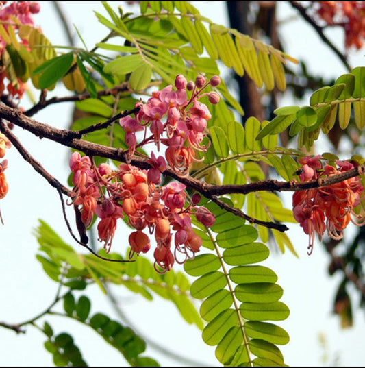 Casia grandis flowering tree plant