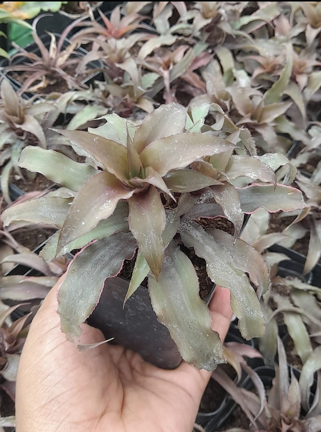 Cryptanthus Varieties (Pack of 7)
