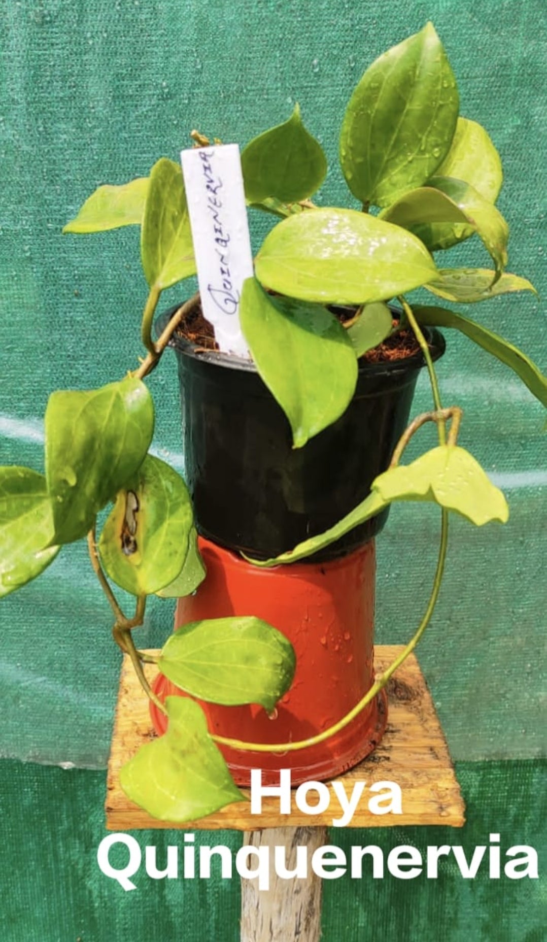 Hoya Quinquenervia