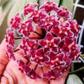 Hoya Pubicalyx Splash