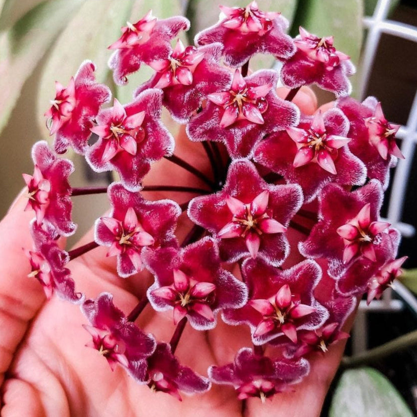 Hoya Pubicalyx Splash