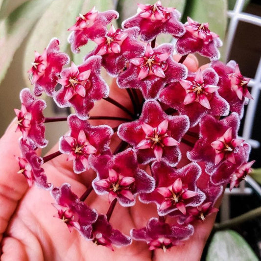 Hoya Pubicalyx Splash