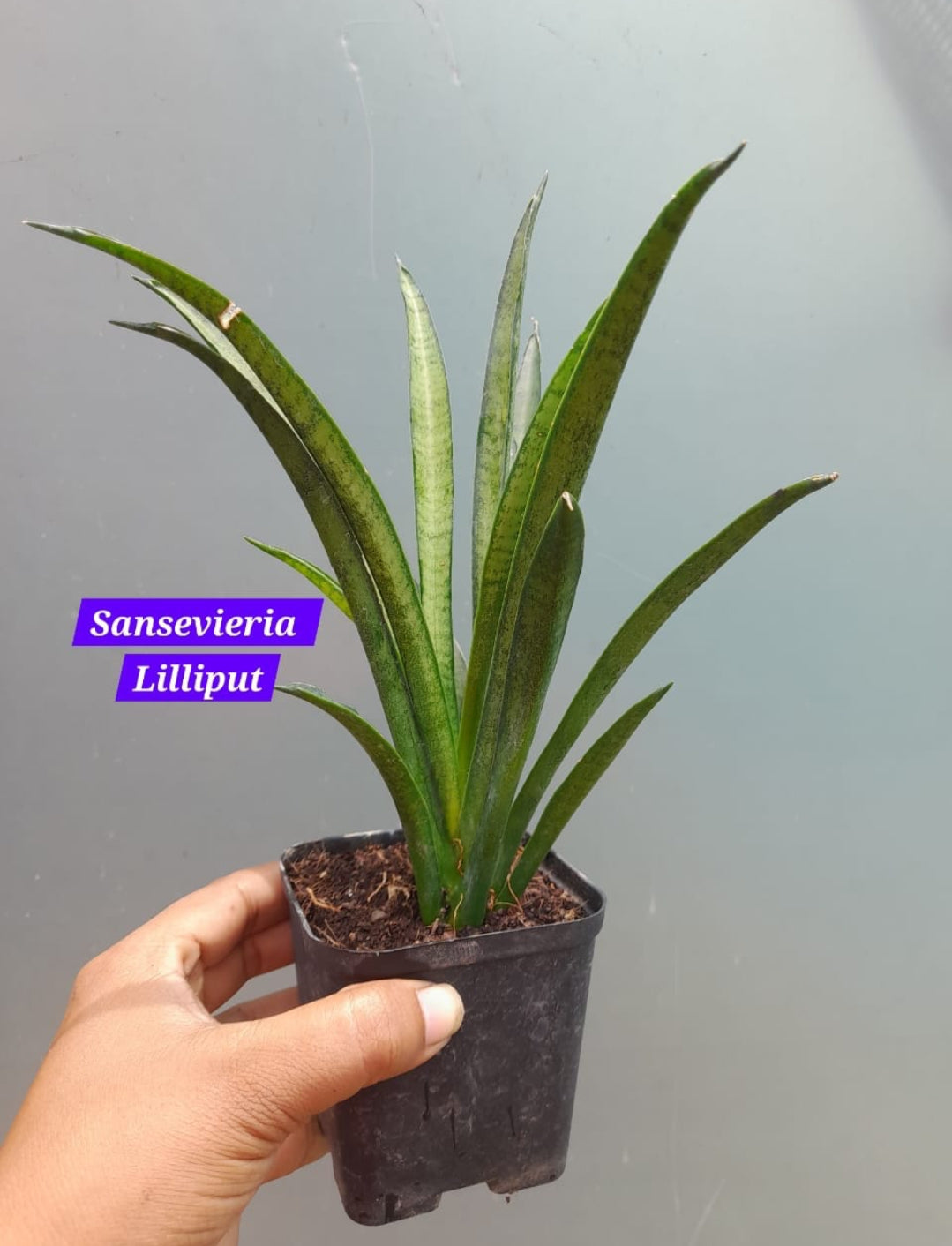 sansevieria lilliput Sansevieria Lilliput – ASHIYANA STORE
