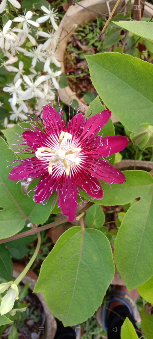 Passiflora Pink | Pink Passion Flower Creeper Plant