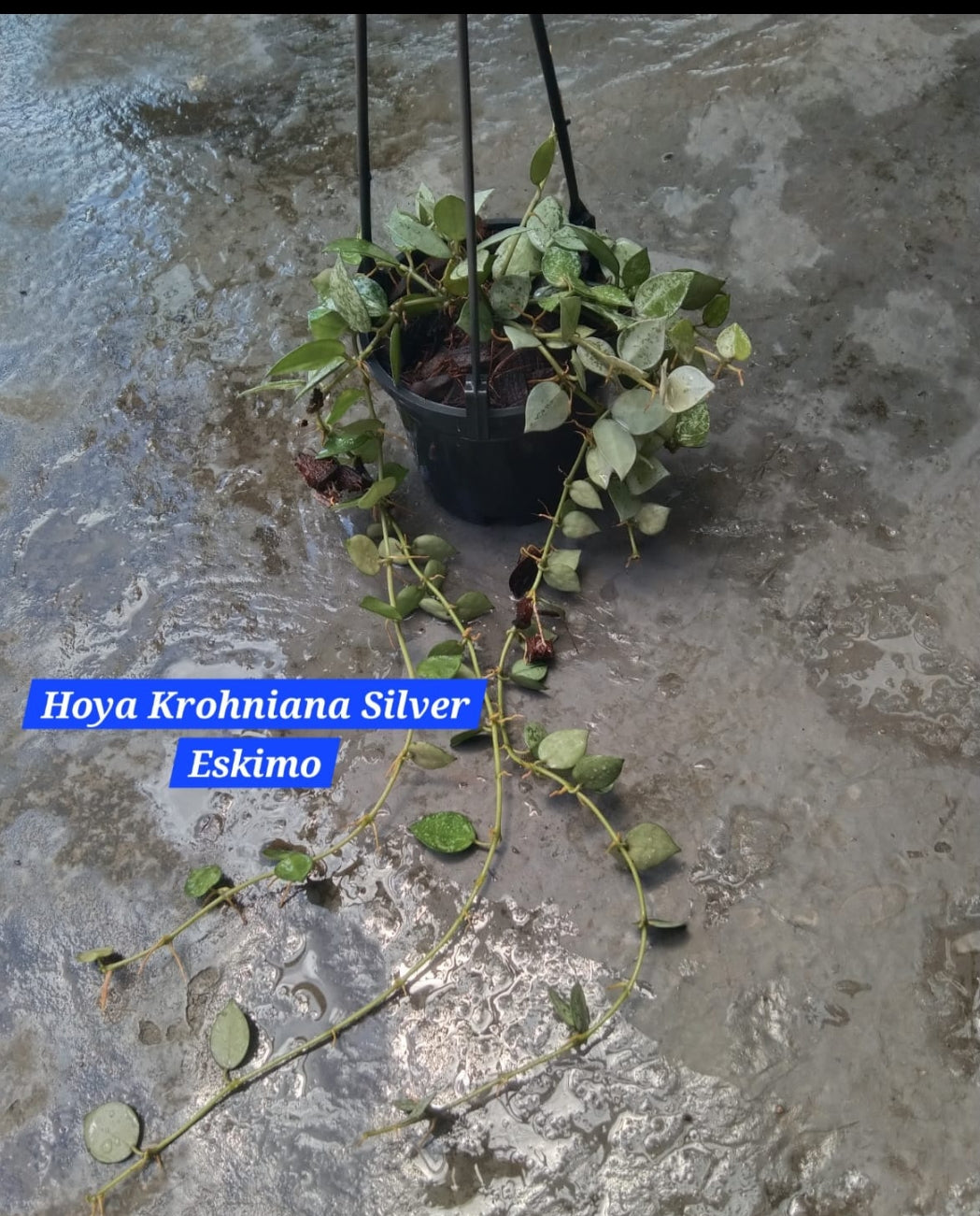 Hoya Krohniana Silver Eskimo