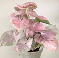 Pink syngonium plant Good