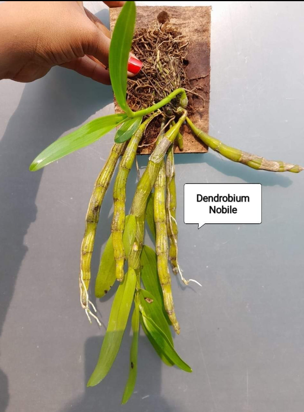 Dendrobium Anceps