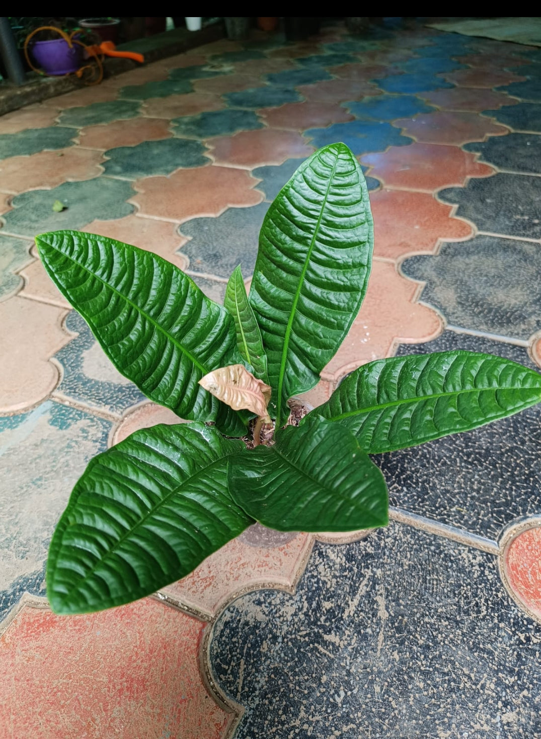 Anthurium Reflexinervium (Semishade)