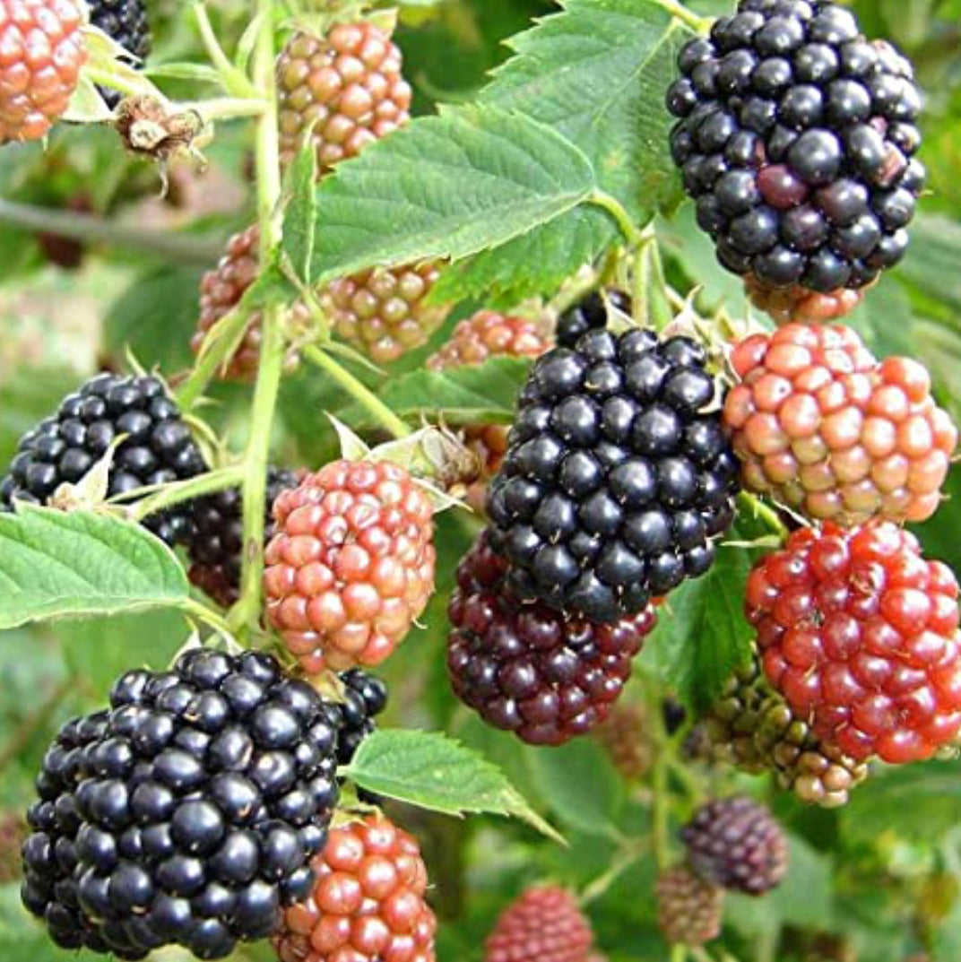 Black berry fruit plant