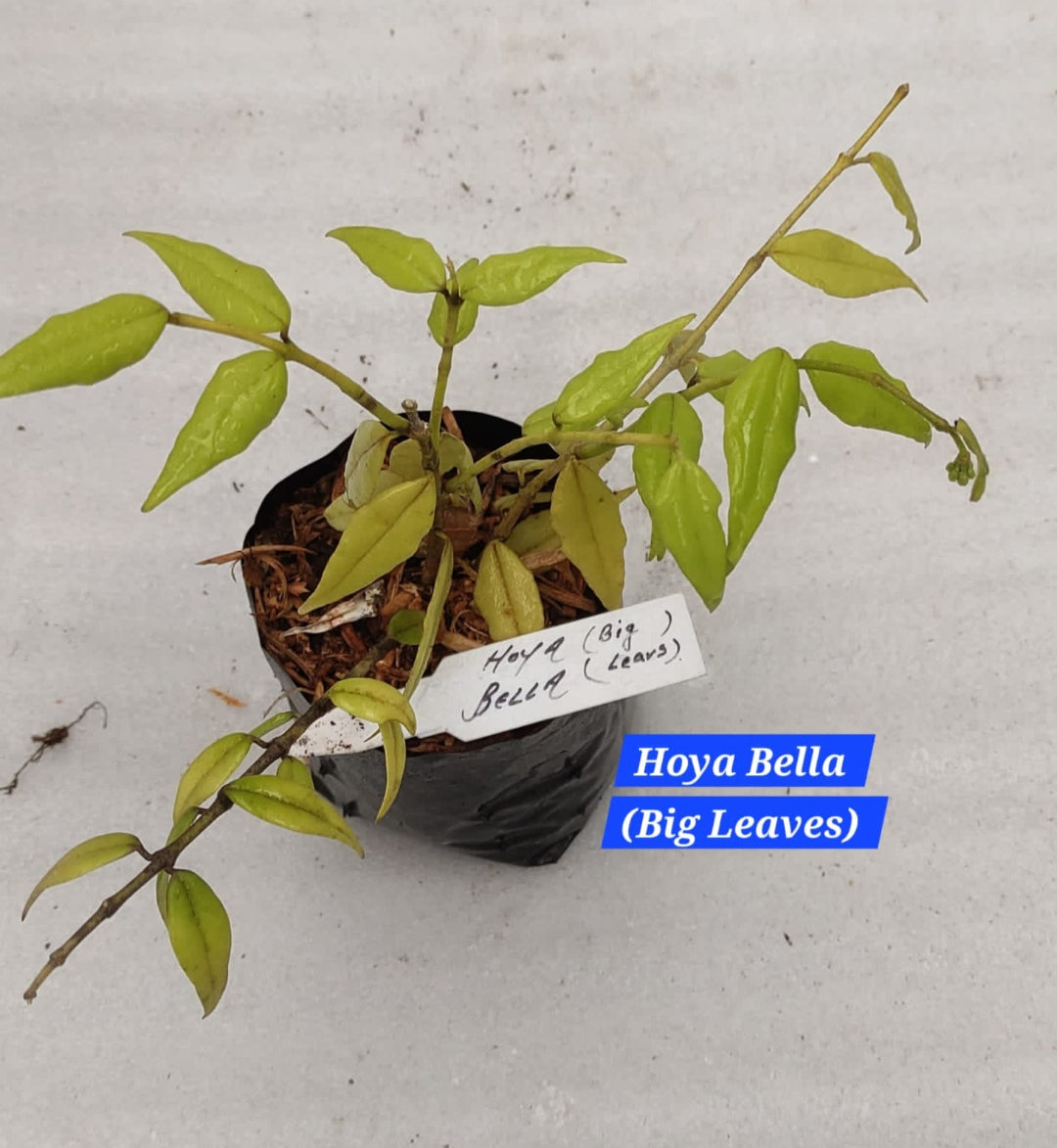 Hoya Bella (Big leaves)