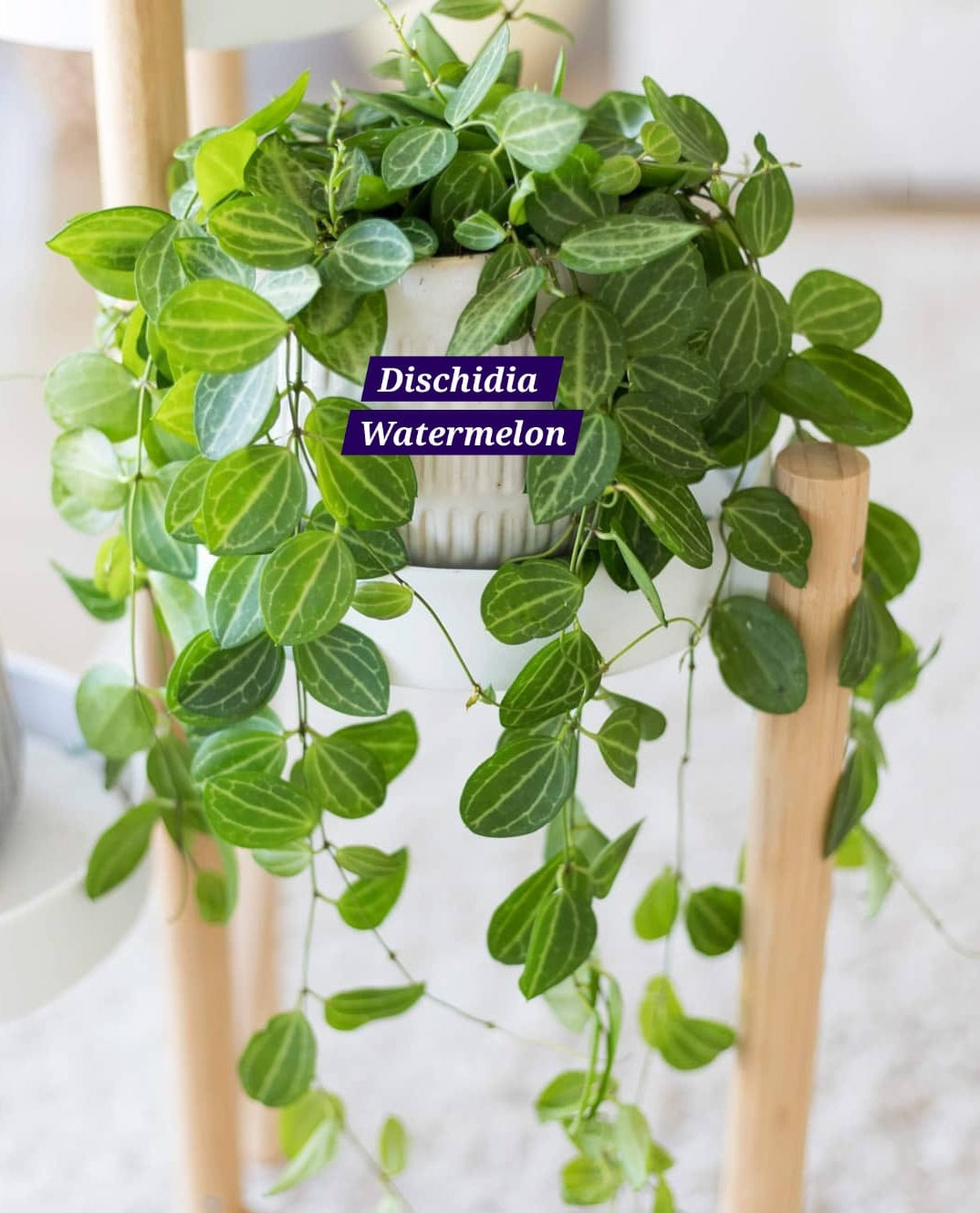 watermelon hanging plant Dischidia watermelon Hanging Indoor plants – ASHIYANA STORE