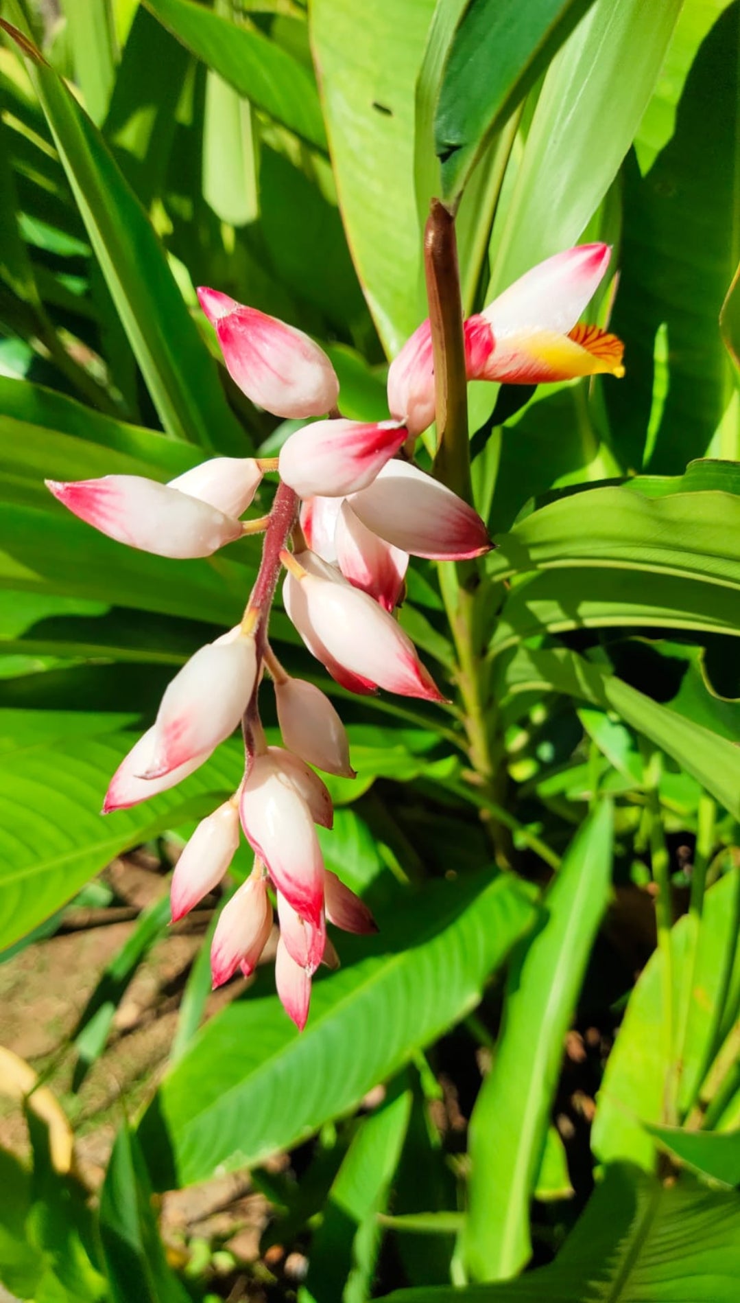 Shell Ginger Plant