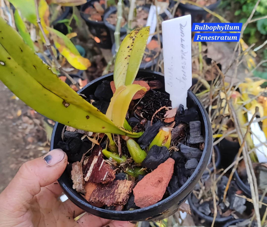Bulbophyllum Fenestratum