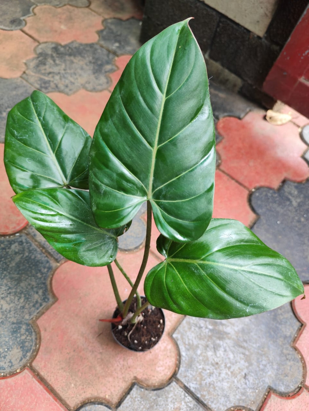 Philodendron Summer Glory plant (Semishade)