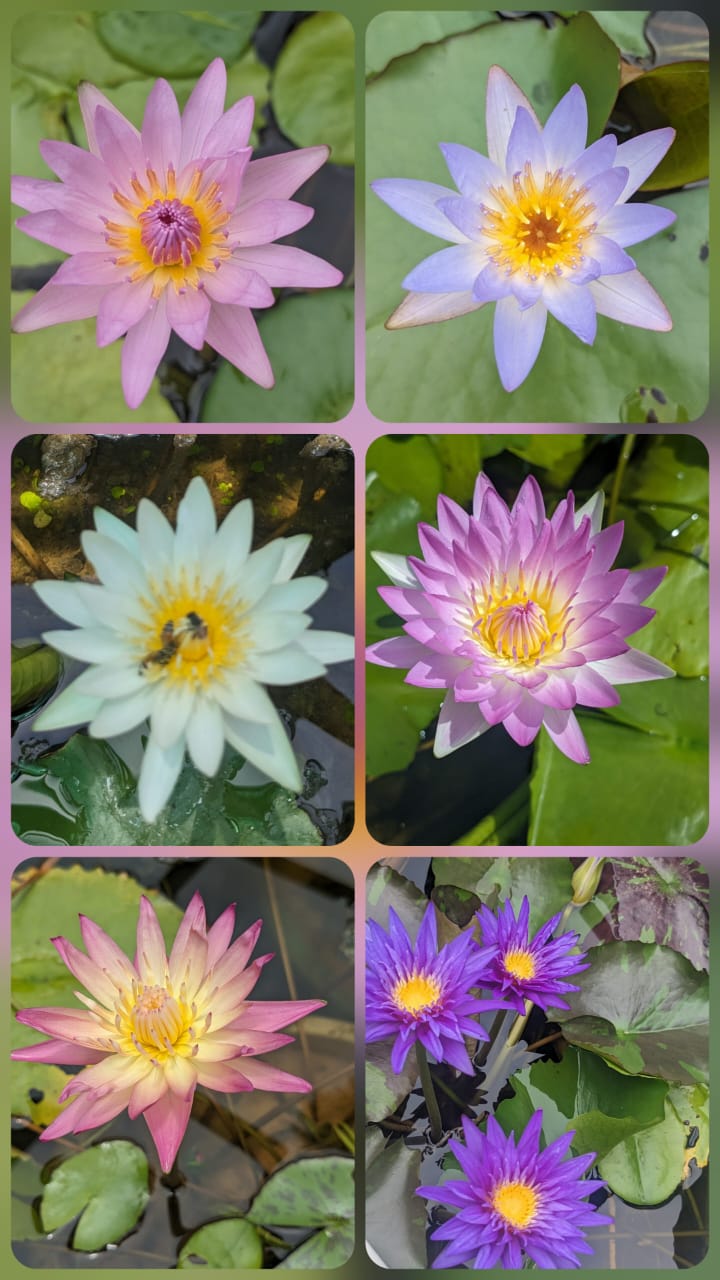 Water Lily pack of 6 varity rare