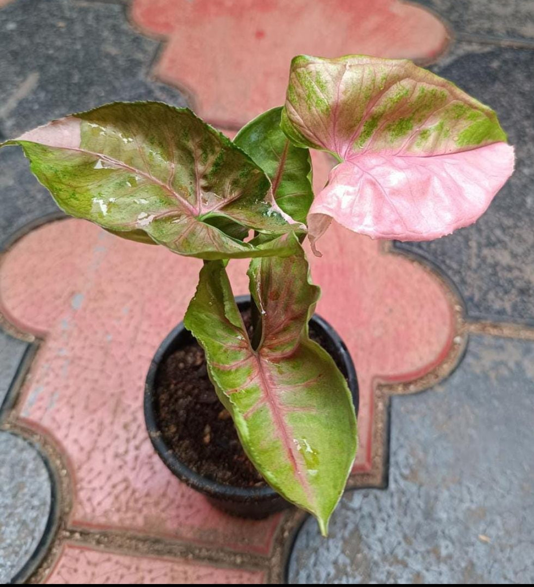 Syngoniyam Strawberry Ice Plant