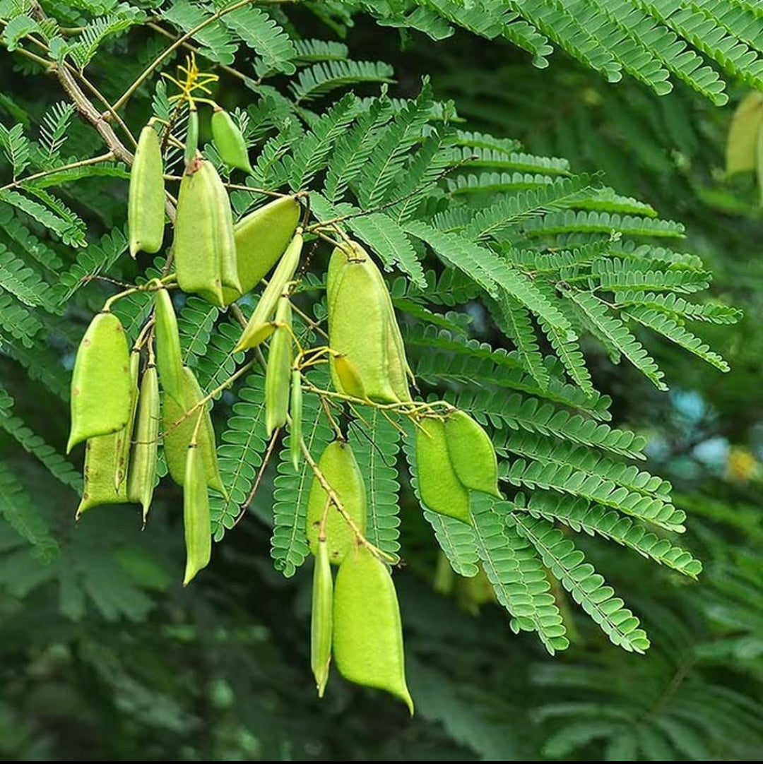 Pathimugham flowering Tree plant