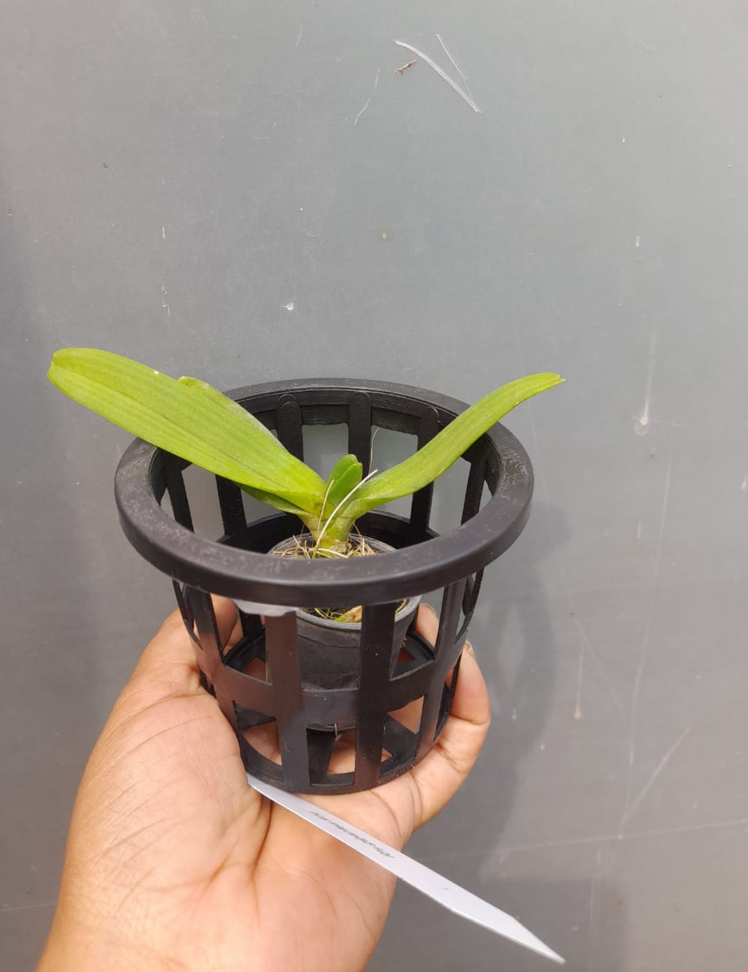 Rhynchostylis Red fragrance orchid 5