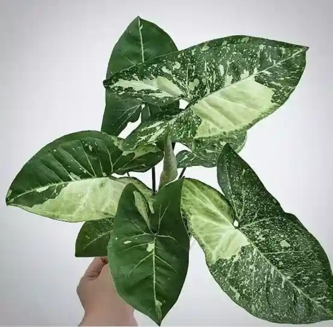 Panda Galaxy Syngonium Rare plant Good