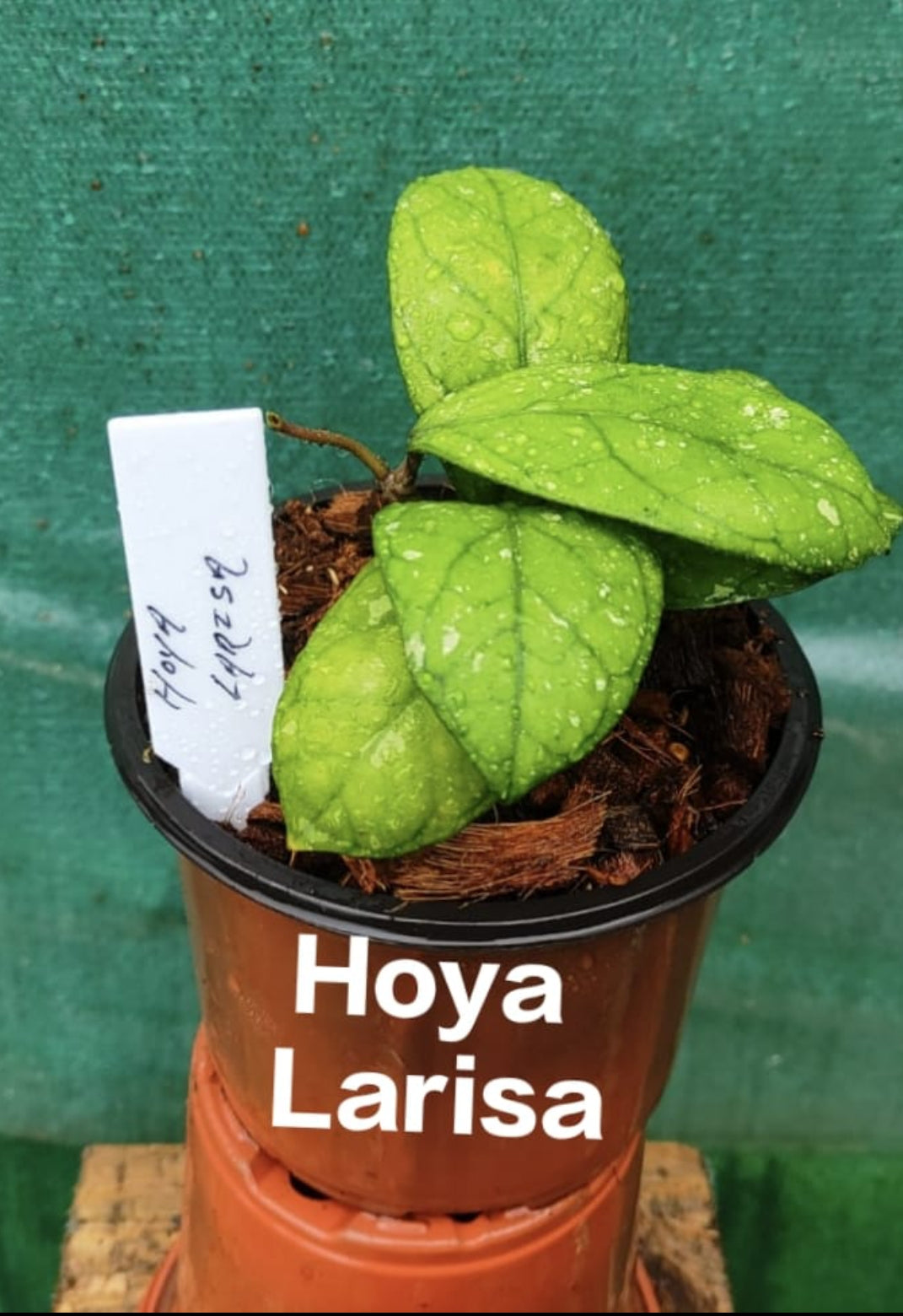 Hoya larisa