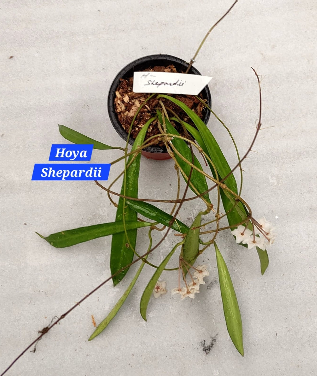 Hoya Shepardii
