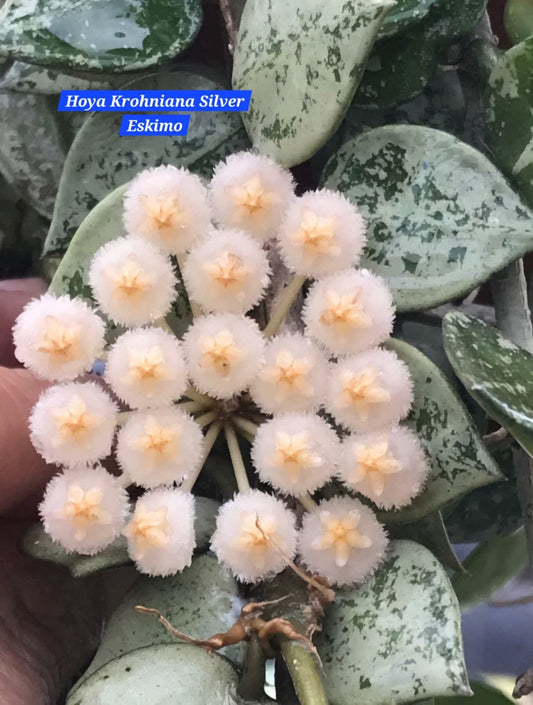 Hoya Krohniana Silver Eskimo